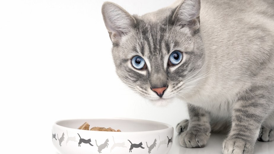 Jede unkastrierte Katze kann ab dem sechsten Lebensmonat zwei- bis dreimal im Jahr jeweils drei bis sechs Nachkommen zeugen.