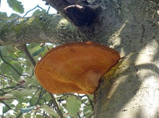 Baumfällungen: Eberesche, Nixhütter Weg/Rembrandtstraße