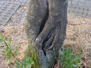 Baumfällungen: Esche, Jostenallee 24