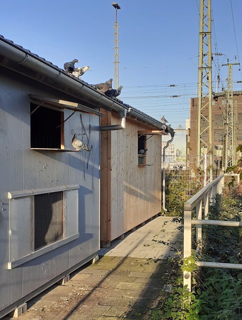 Taubenprojekt: Taubenhaus beim Neusser Hauptbahnhof Tauben schauen aus dem Taubenhaus am Hauptbahnhof heraus.