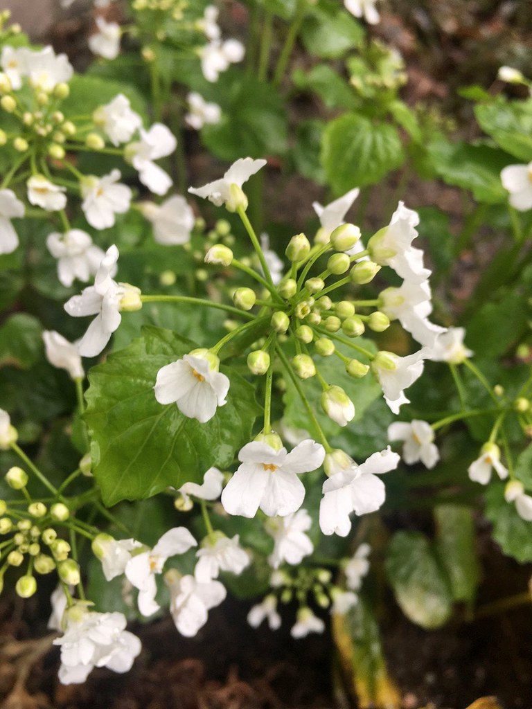 Botanischer Garten im Mai 2021: Scheinschaumkraut (detail) Großblättriges Scheinschaumkraut (Detailaufnahme)