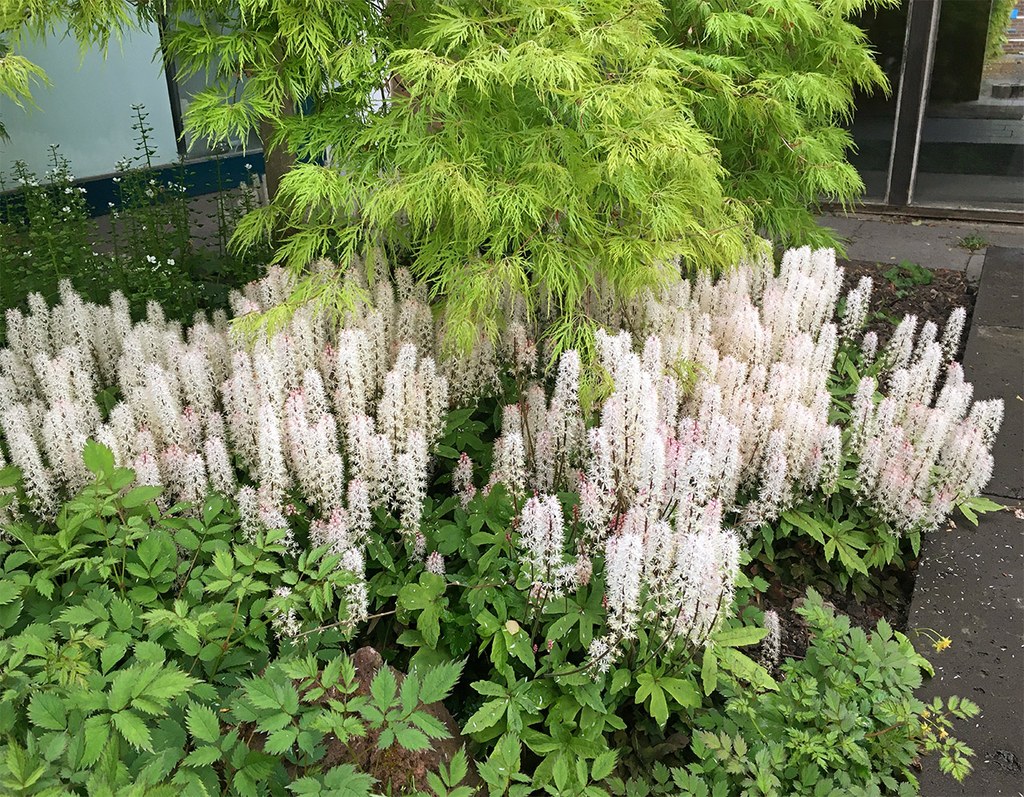 Botanischer Garten im Mai 2021: Tiarella Tiarella laciniata mit voller Blütenentwicklung